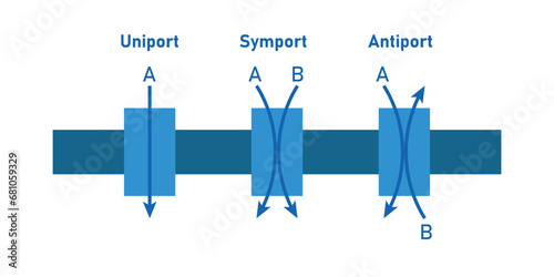 Comparison of transport proteins. Symporter integral membrane protein. Uniporter, symporter and antiporter. Scientific resources for teachers and students.