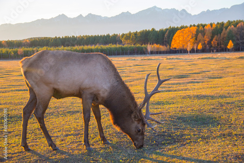 An adult deer was maral in a field against the background of the mountains of Buryatia, the village of Arshan. Tunka Valley. photo