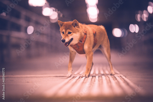 Portrait of shiba inu dog