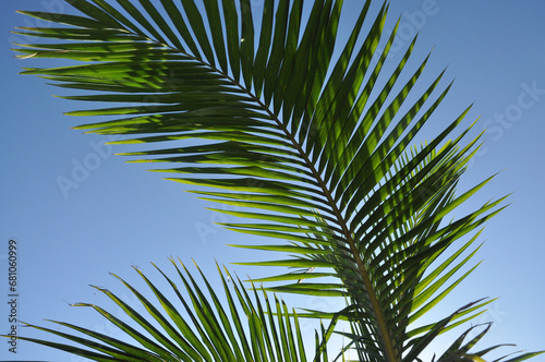 folhagem palma tropical em céu azul 
