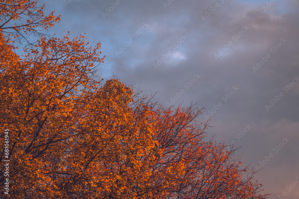 Fototapeta premium Autumn leaves and sky