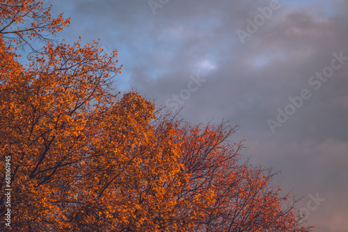 Autumn leaves and sky