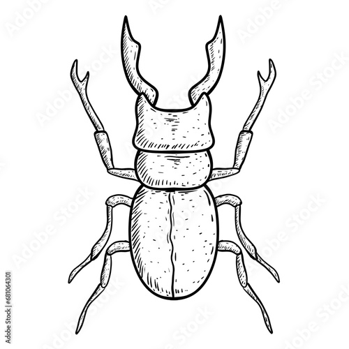 illustration of a beetle © DENI ARIS SUSANTO