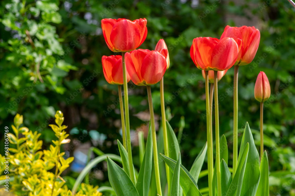 Dark bright red color country Darwin tulips in bloom, bouquet of springtime flowering plants in the ornamental garden Dark bright red color country Darwin tulips in bloom, bouquet of springtime flowering plants in the ornamental garden