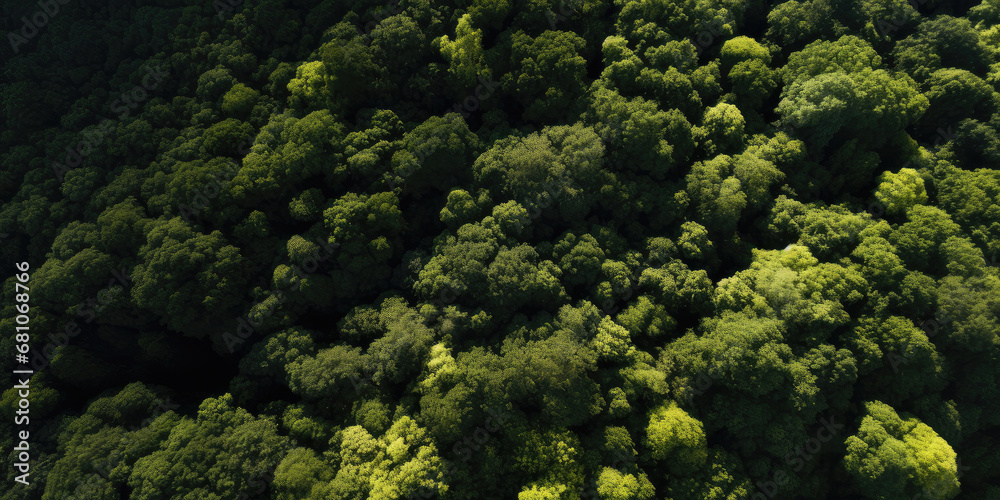 A vibrant and lush green forest: a stunning aerial view capturing the beauty of nature, trees, and the surrounding environment from above.