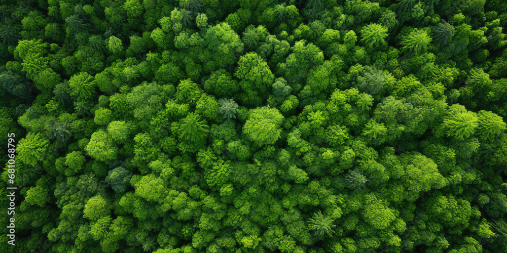 A lush green forest captured from an aerial perspective, showcasing the vibrant foliage, natural textures, and patterns of the landscape in spring or summer.