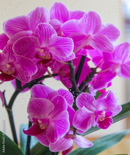  orchid flowers