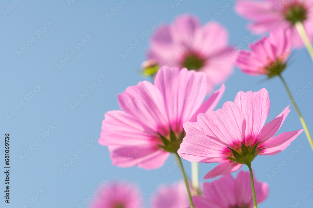 Soft blur cosmos flower clipping with sky background. Soft blur cosmos flower clipping with sky background.