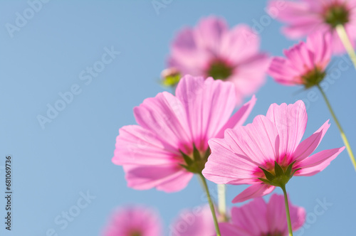 Soft blur cosmos flower clipping with sky background.