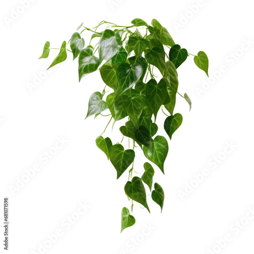 Vine plant hanging on transparent background