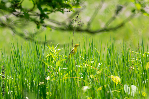 An orchard oriole perched on a plant in its habitat surrounded by long grass photo