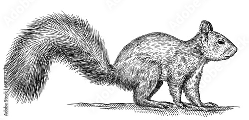 Vintage engraving isolated squirrel set illustration ink sketch. Forest background animal silhouette art. Black and white hand drawn image