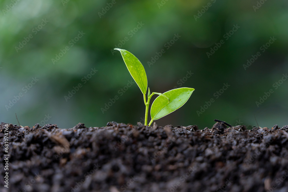 Planting trees to replace depleted energy resources Planting trees to replace depleted energy resources