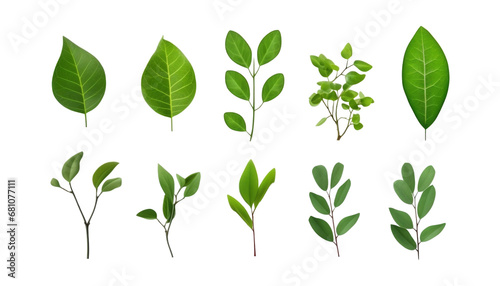 green leaves isolated on transparent background cutout