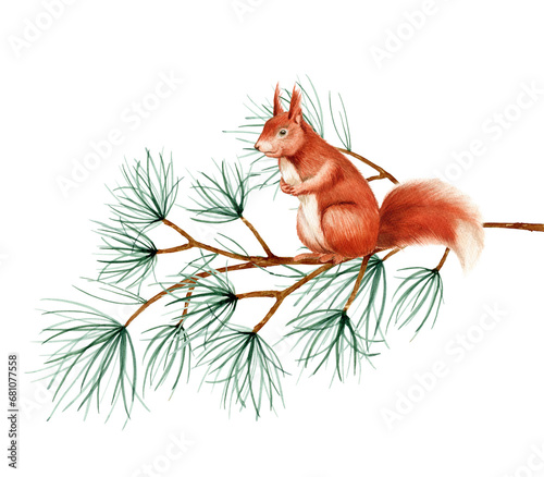 Squirrel sitting on a set of tree branches. Watercolor hand drawn art illustration on white background. For cards, handmade textiles, prints, menus, poster