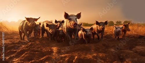 Pigs grazing in a field piglets and mother feeding muddy swine in golden sunset Copy space image Place for adding text or design photo