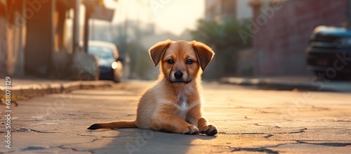Outdoor animal Street dog posing for a portrait Copy space image Place for adding text or design