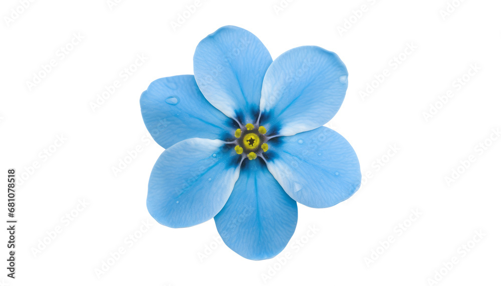 blue flower with water drop isolated on transparent background cutout - obrazy, fototapety, plakaty 