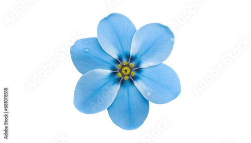 blue flower with water drop isolated on transparent background cutout