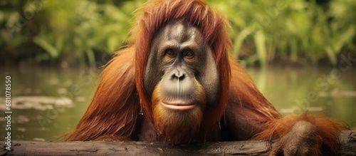 Orangutan at Tanjung Puting National Park in Borneo Indonesia Copy space image Place for adding text or design photo