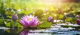 Purple and white lotus flower in a pond with sunlight and lotus leaf backdrop Copy space image Place for adding text or design