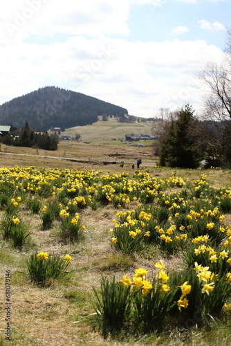 Mountain Bukovec in the Jizera Mountains, mountain meadows with yellow daffodils