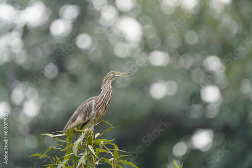 Canvas Print Pond Heron aka Paddy Bird