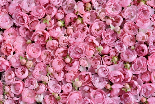 Gentle floral background with beautiful small pink roses. 