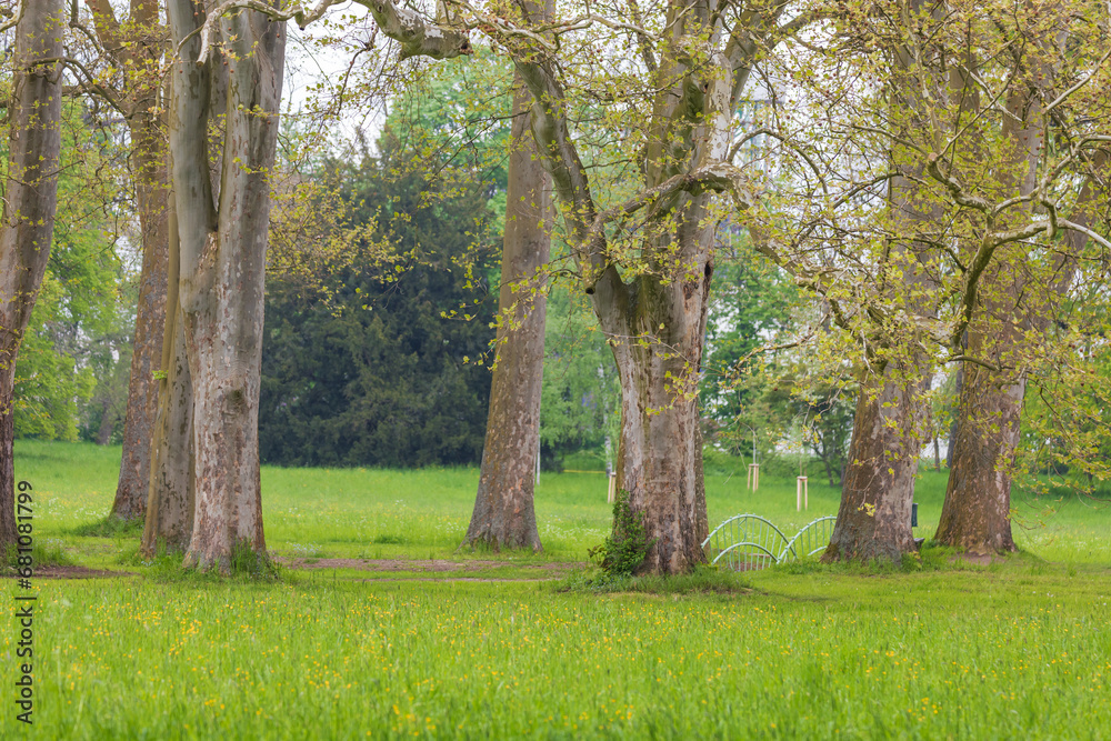 Beautiful garden landscape in the park. Green trees.