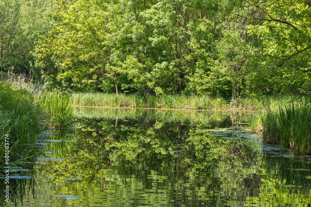 Beautiful forest landscape around the pond. Green trees. Beautiful forest landscape around the pond. Green trees.
