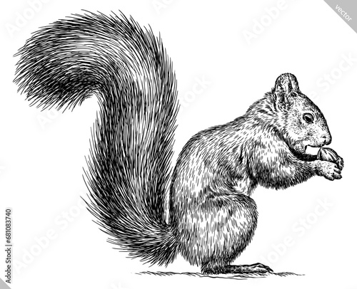 Vintage engraving isolated squirrel set illustration ink sketch. Forest background animal silhouette art. Black and white hand drawn vector image