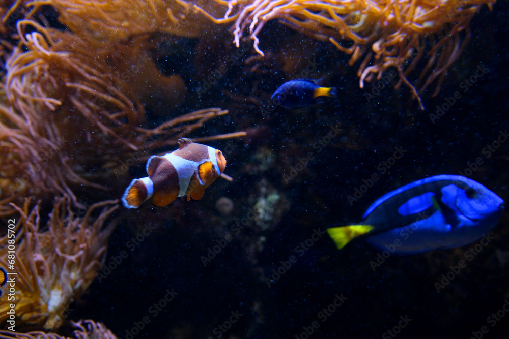 Obraz premium fish swimming on bottom with algae beautiful background soothing music falling relax screen saver space for text marine ocean life Amphiprion ocellaris clownfish Nemo Vancouver Aquarium, BC, Canada