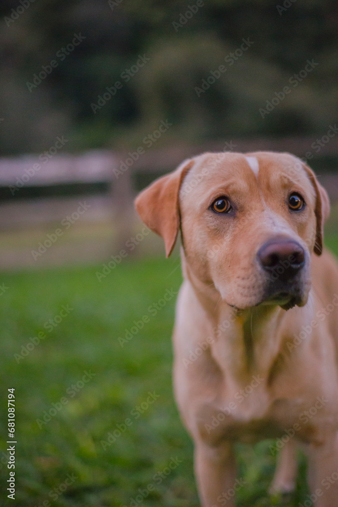 Labrador retriever dog in the garden at sunset time, selective focus