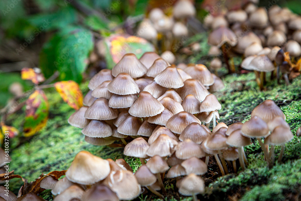 Fototapeta premium Fungi growing in Sussex woodland in November
