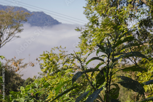 Morning mist on the mountain