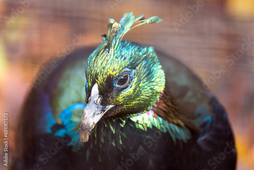 Himalayan Monal (Lophophorus impejanus) spotted outdoors photo