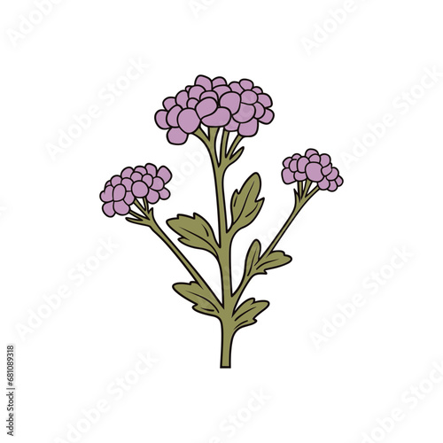 verbena flower isolated vector illustration