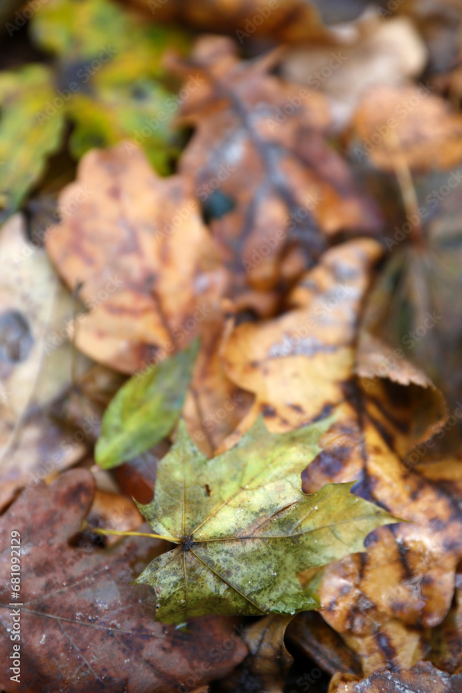 Beautiful autumn foliage in the rain close-up Beautiful autumn foliage in the rain close-up