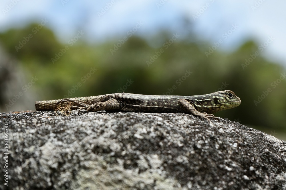 A beautiful green Tropidurus Torquatus Lizard on a rock in Peru. A beautiful green Tropidurus Torquatus Lizard on a rock in Peru.