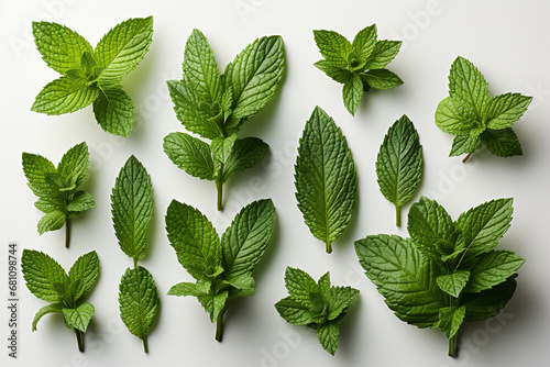 Set mint leaf on white background