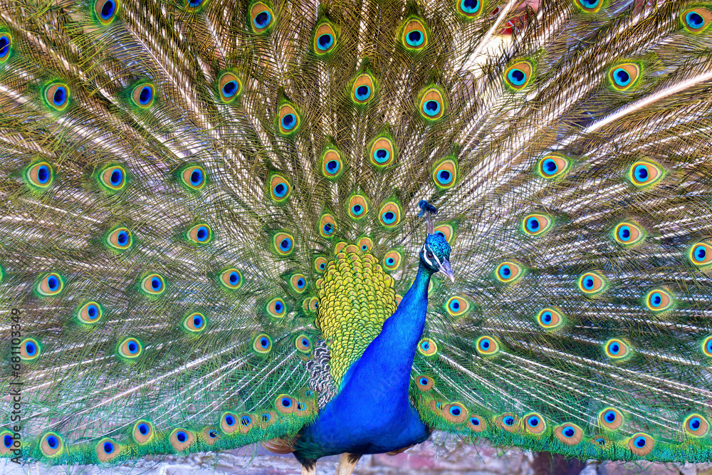 Fototapeta premium Colorful peacock with its feathers spread seen from the front