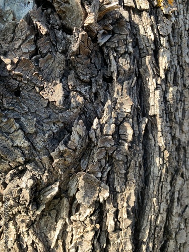 Bari, Italy. Dry tree bark texture background