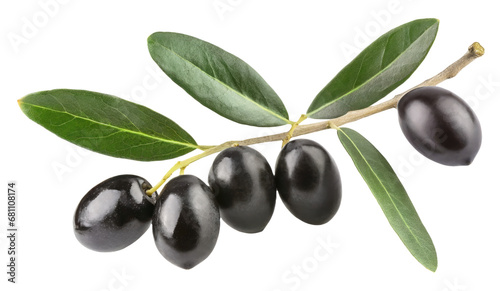 Branch with ripe black olives, transparent background