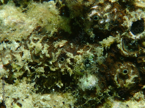 Brown boring sponge  Cliona schmidtii  extreme close-up undersea  Aegean Sea  Greece  Halkidiki