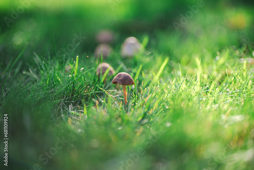 Cluster of mushrooms growing in a grass lawn  © Cam