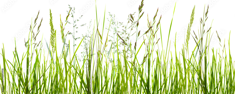 Fototapeta premium flowering grass meadow with motion blur isolated on transparent background, natural texture template overlay decoration for pollen allergy season