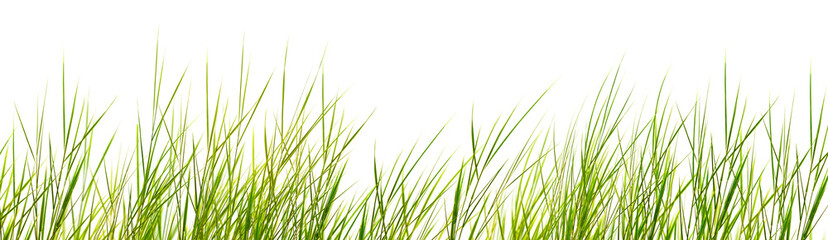 filigree dune grasses with motion blur isolated on transparent background, nature texture template overlay decoration