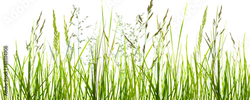 flowering grass meadow with motion blur isolated on transparent background, natural texture template overlay decoration for pollen allergy season photo