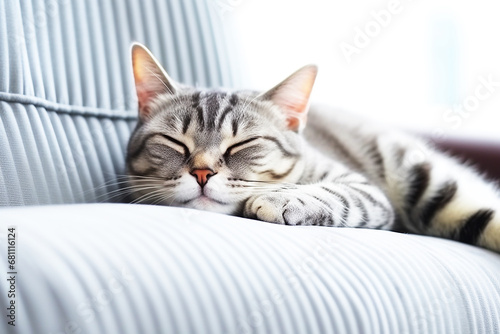 Little kitten sleeps on the sofa © Inlovehem
