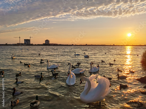 Swan Lake in the Crimea at sunset. The city of Yevpatoria, Crimean Peninsula. Swans near the shore of Lake Sasyk-Sivash in the evening during sunset. White swans on the pond.